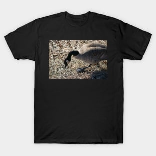 Canada Geese looking for nesting material T-Shirt